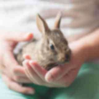 Rabbit Insurance. Click here