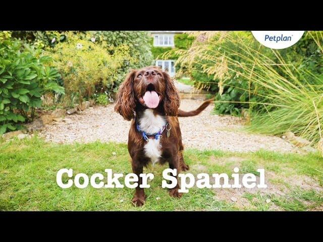 Cocker Spaniel: Temperament, Training, Grooming, Nutrition | Petplan