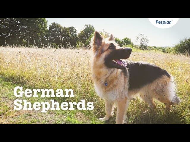 Bad things about german hot sale shepherds