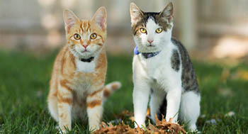 Cat Colours and Their Personality - Cat Behaviour | Petplan