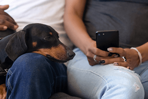 7 of the best free dog apps
