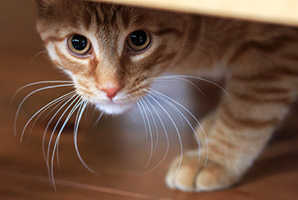 how to tickle a cat