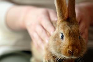 Rabbit health sales