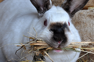 Rabbit care tips for healthy eyes