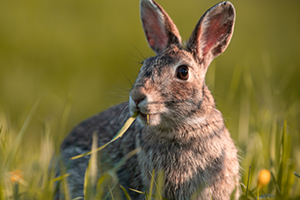 Wild vs domestic rabbits | Petplan