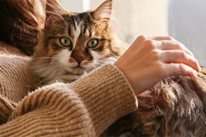 Cat Lover? You're More Likely to Be an Introvert