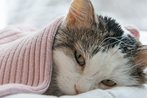 Human medicine shop for cat colds