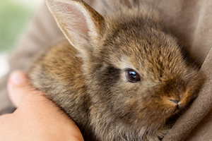 Poisonous Plants  Rabbit Welfare Association & Fund (RWAF)