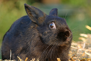 are bunnies faster than dogs