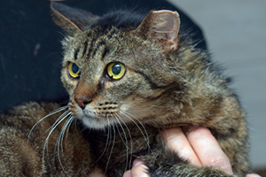 feral cat with chipped ear