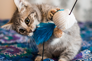 Getting a kitten are you ready Petplan