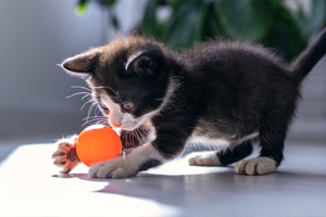 12 week old kitten care outlet