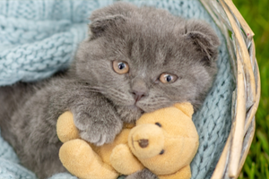Kitten illnesses hot sale
