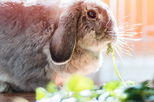 Wild vs domestic rabbits | Petplan