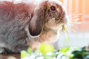 Wild vs domestic rabbits | Petplan Wild vs domestic rabbits | Petplan