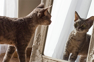 What are cats scared of? | Petplan