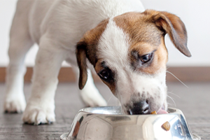 what age should i stop giving my dog puppy food