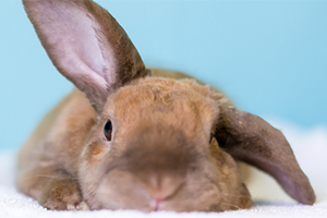 Is my rabbit bored Petplan