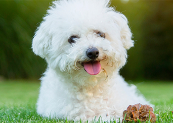 Bichon Frise image