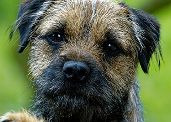 Border Terrier image