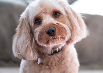 Cavapoo image