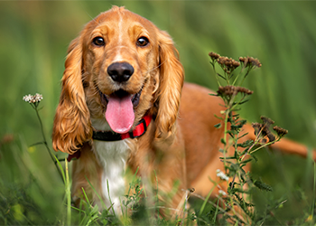 Cocker Spaniel image