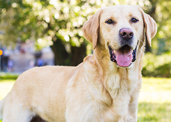 Labrador Retriever image