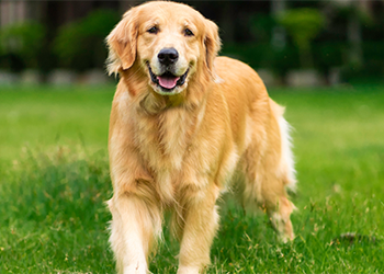 Golden Retriever image