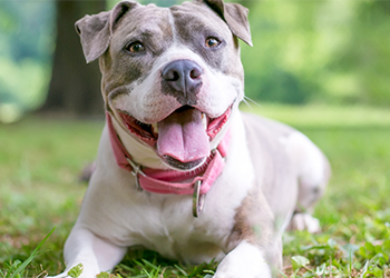 Staffordshire Bull Terrier image