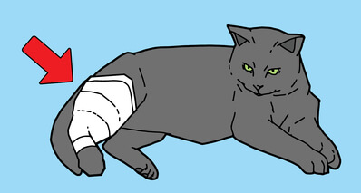 What can I do if my cat has broken a bone image