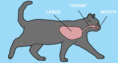 What can I do if my cat is choking image