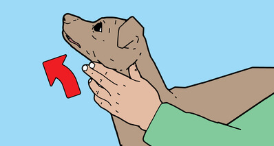 What can I do if my dog is choking image