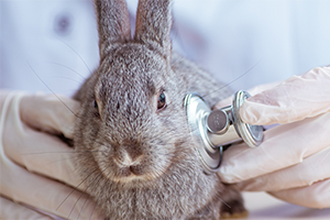 Rabbit Health Advice from the Experts