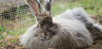 Angora rabbit img