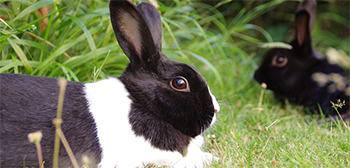 Dutch rabbit img