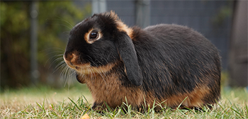 Dwarf lop rabbit img