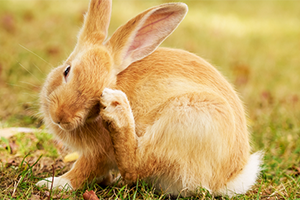 Rabbit ear mites and infections