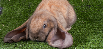English lop rabbit img