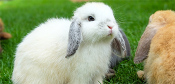 Holland lop img