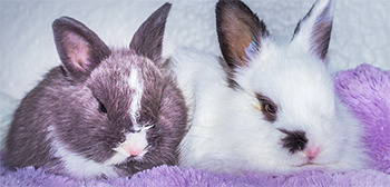 Jersey wooly rabbit img