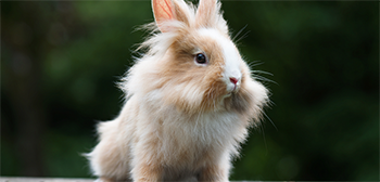 Lionhead rabbit img