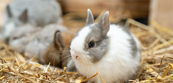Netherland dwarf rabbit img