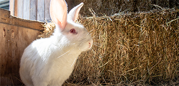 New zealand white rabbit img