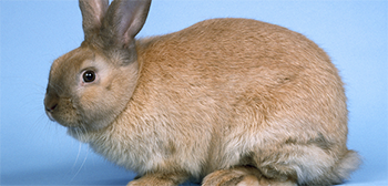 Sussex rabbit img