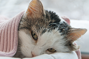 Caring for a sick deals cat
