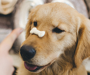 Dog with treat on nose