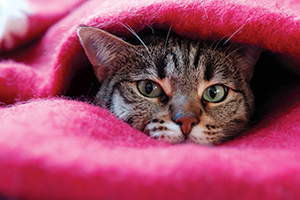Image for: Your Pet’s Vet Visit: How to Keep Them Calm