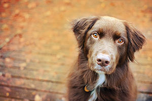Image for: Vet check-ups - Health checks for dogs
