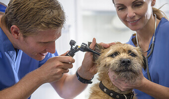 Dog Health Check