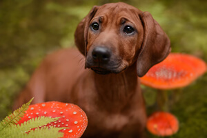 Dog walks â What to avoid in Autumn | Petplan